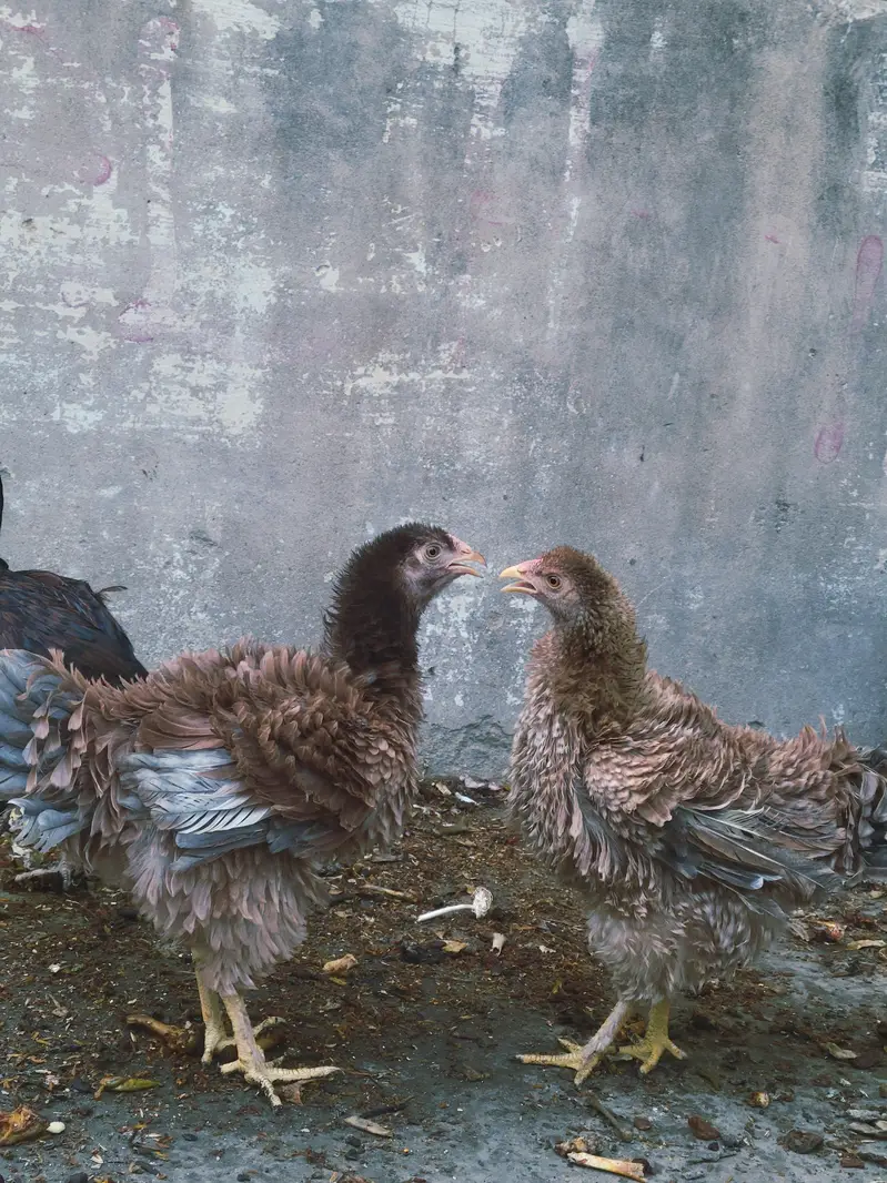 bantam frizzle breed — photo 2