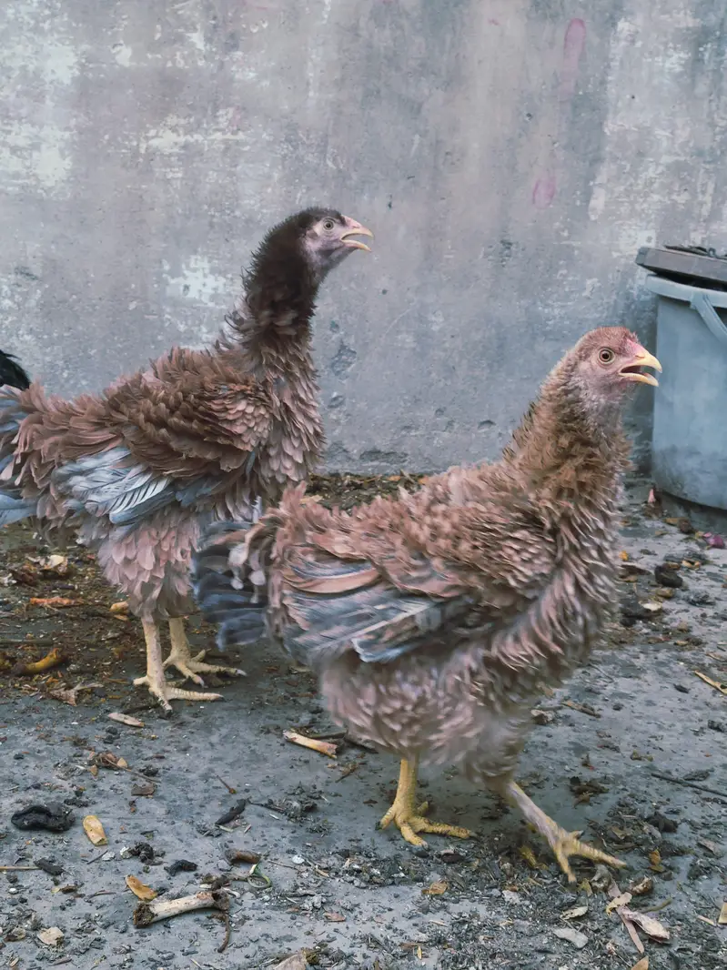 bantam frizzle breed — photo 3
