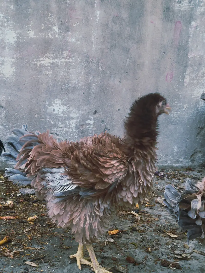 bantam frizzle breed — photo 4