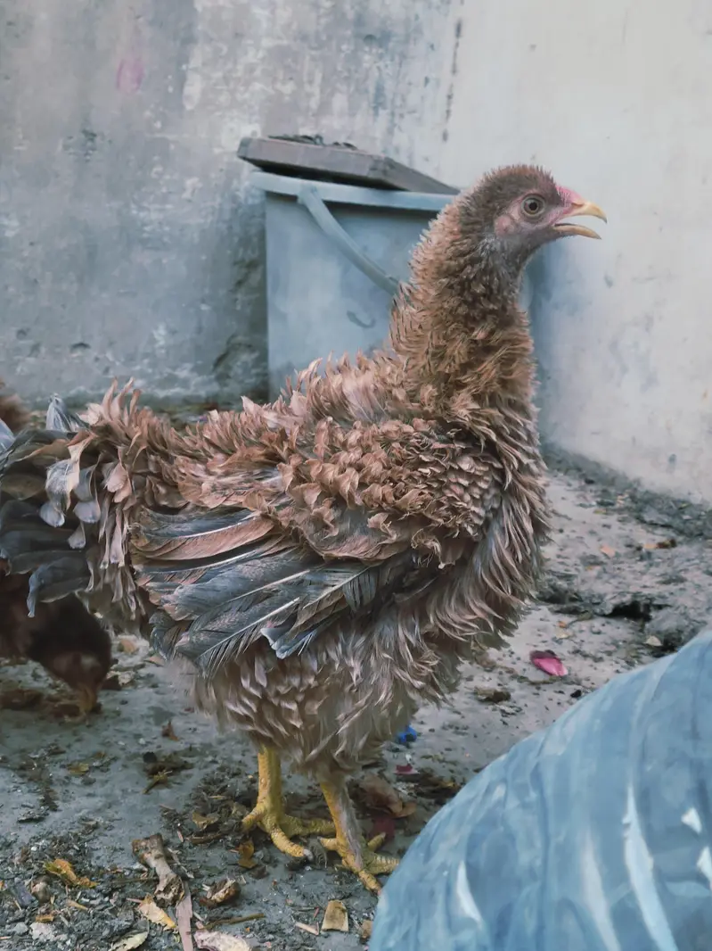 bantam frizzle breed — photo 5