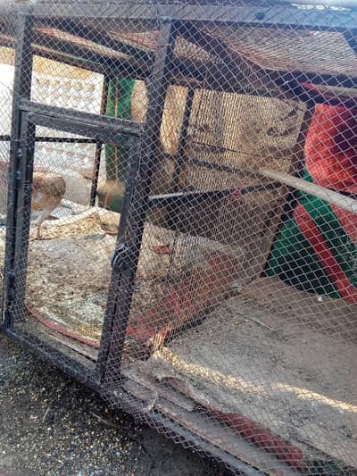 Aseel pair and cage