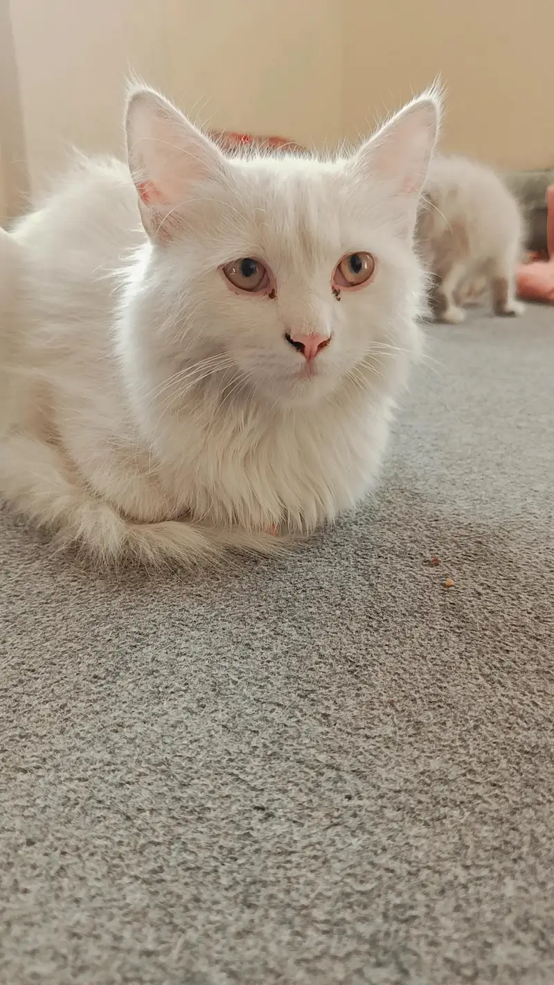 double coated baby kitten — photo 2
