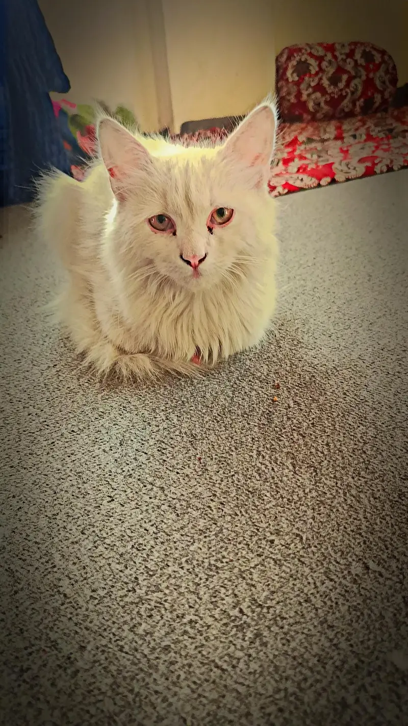 double coated baby kitten — photo 3