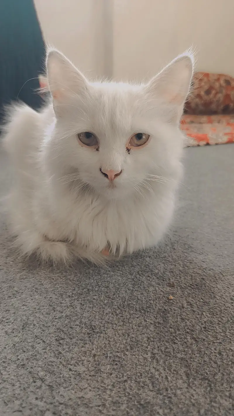 double coated baby kitten — photo 4