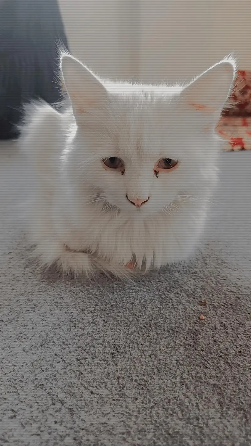 double coated baby kitten — photo 5