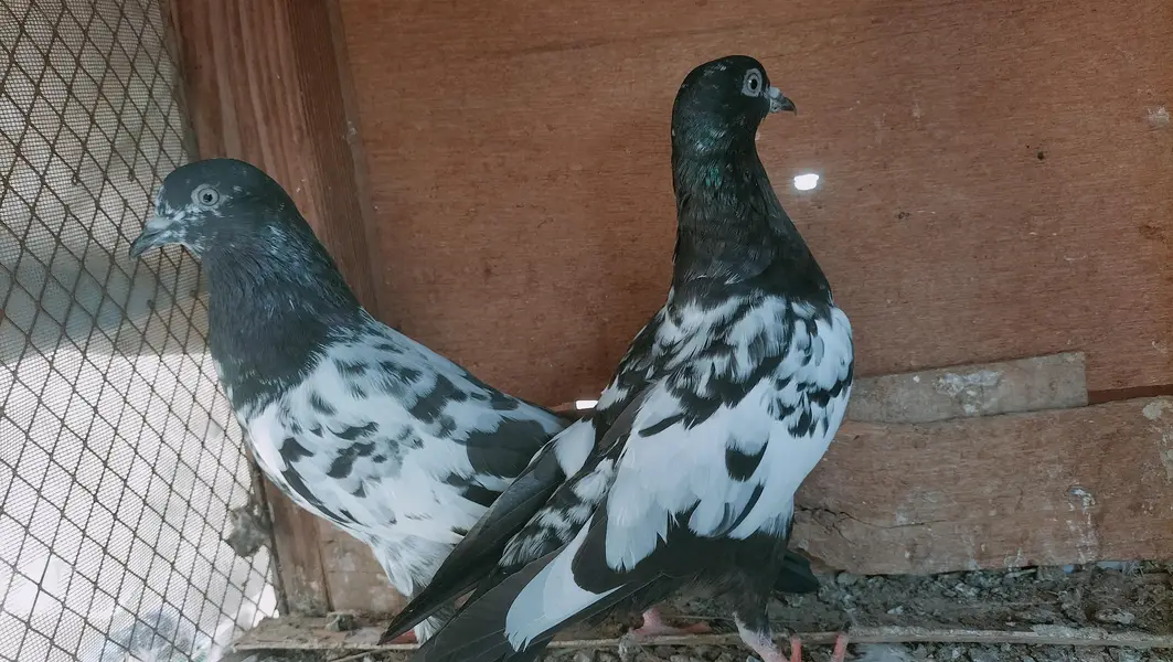 rampuri, golden, 35 waly — photo 3