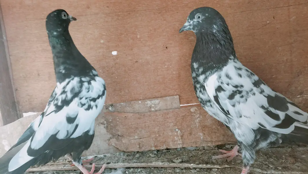 rampuri, golden, 35 waly — photo 4