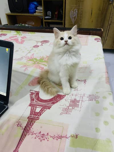 persian kittens available