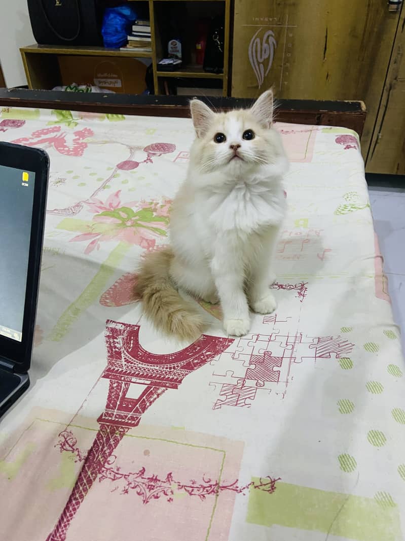 persian kittens available 0