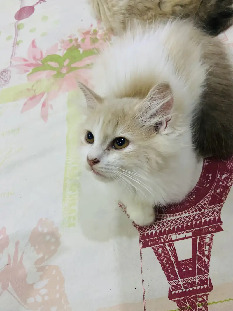 persian kittens available — photo 2