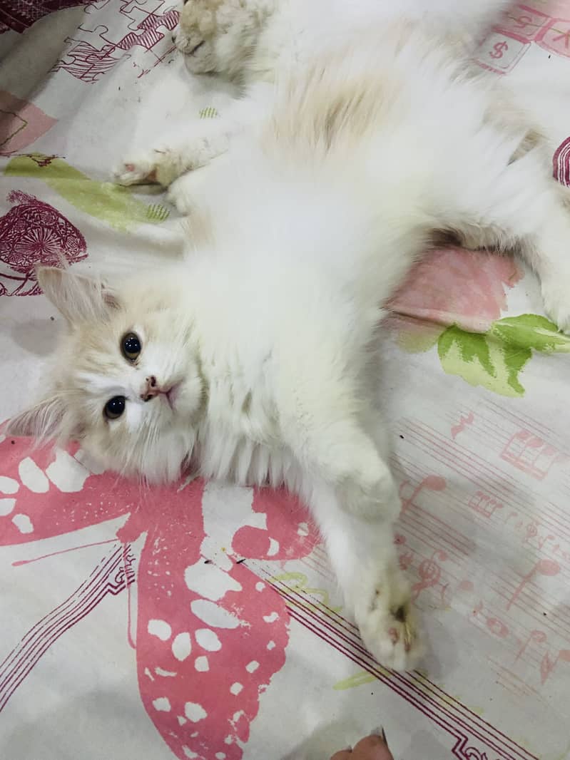 persian kittens available 2