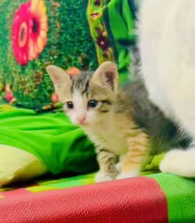 kitten grey