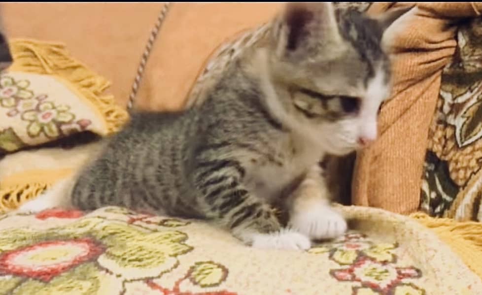 kitten grey 2