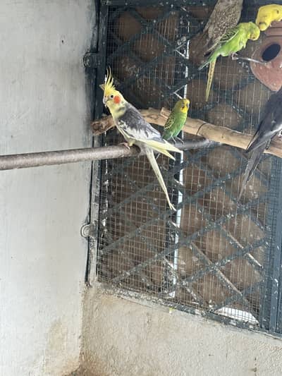 Cocktail breeder pair 2000