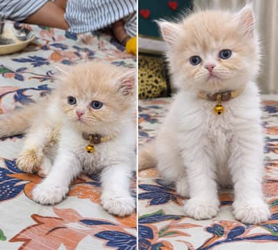 Triple coat pure Persian Kittens available