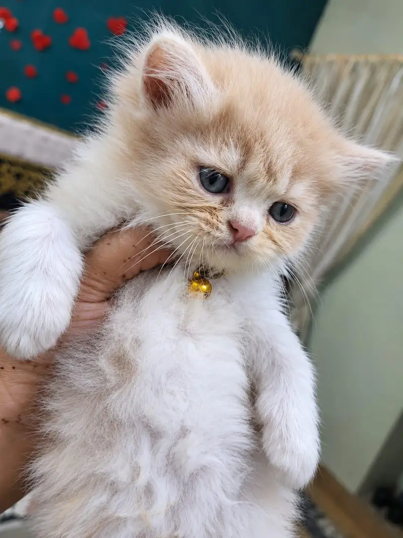 Triple coat pure Persian Kittens available — photo 2