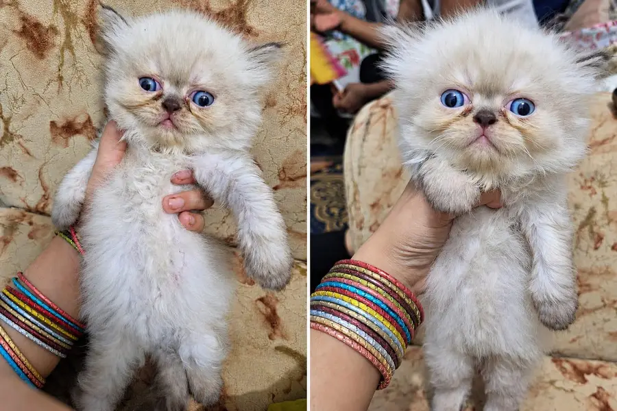 Triple coat pure Persian Kittens available — photo 3