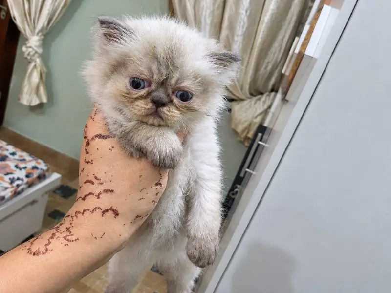 Triple coat pure Persian Kittens available — photo 4