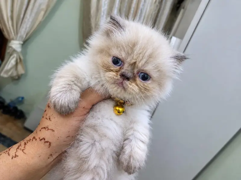 Triple coat pure Persian Kittens available — photo 5
