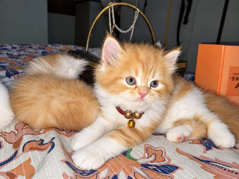 Triple coat pure Persian Kittens available — photo 6