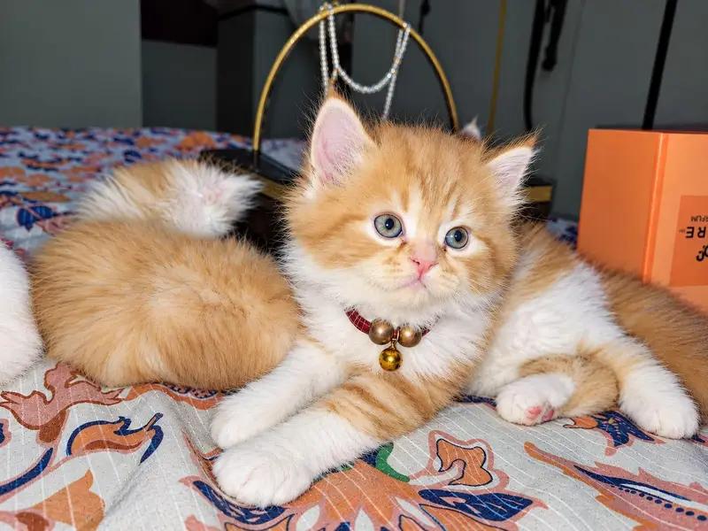 Triple coat pure Persian Kittens available — photo 7
