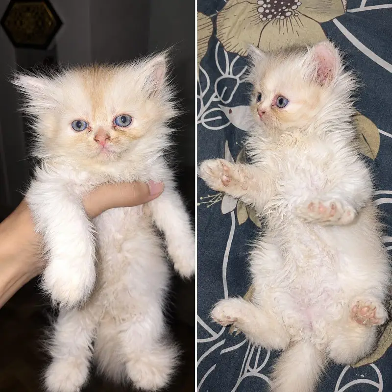 Triple coat pure Persian Kittens available — photo 8