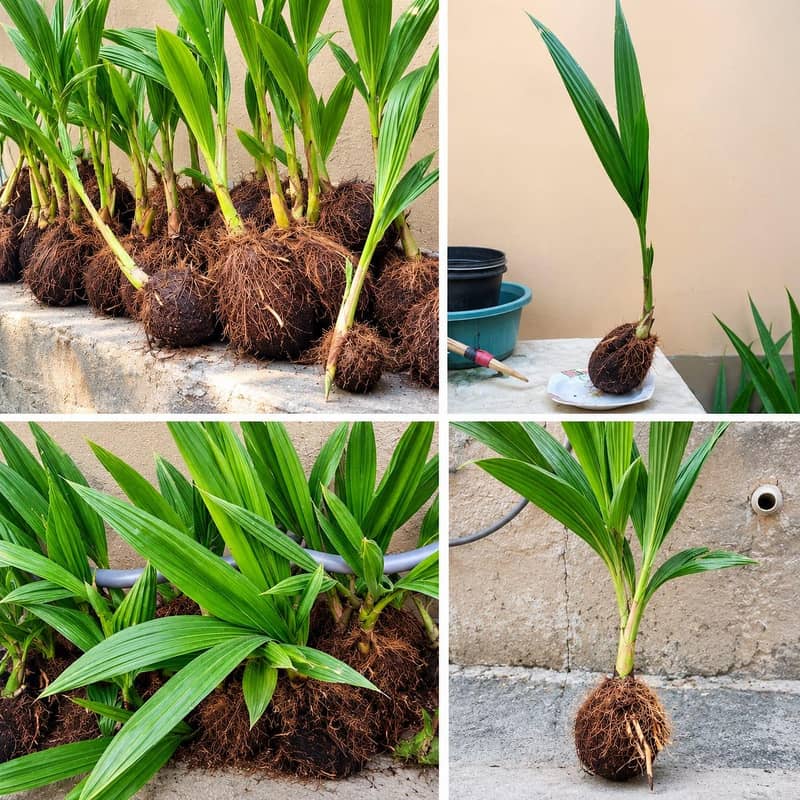 coconut  پھول 2