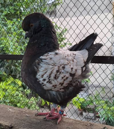 Show Class quality ,Modina,Frillbacks, Breeding pair Pigeons/ kabooter