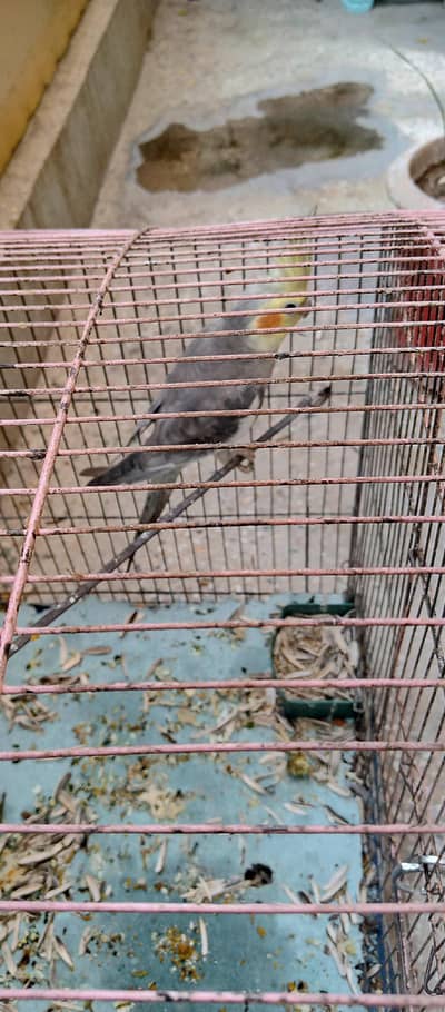 cocktail female