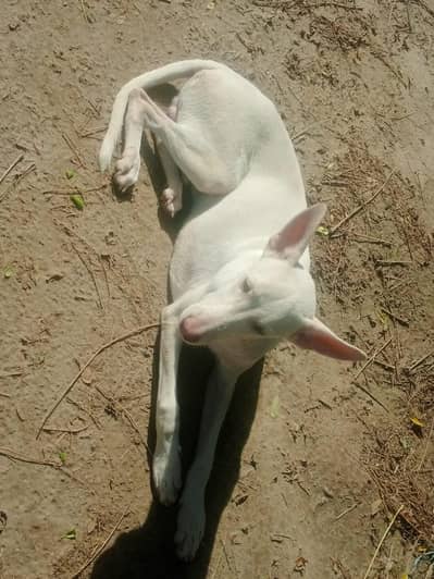 dog for sale