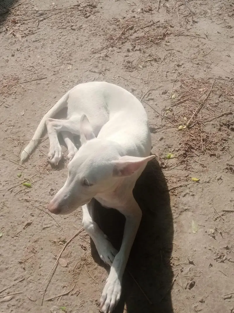 dog for sale — photo 2