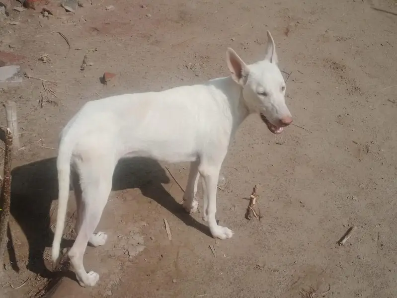 dog for sale — photo 3