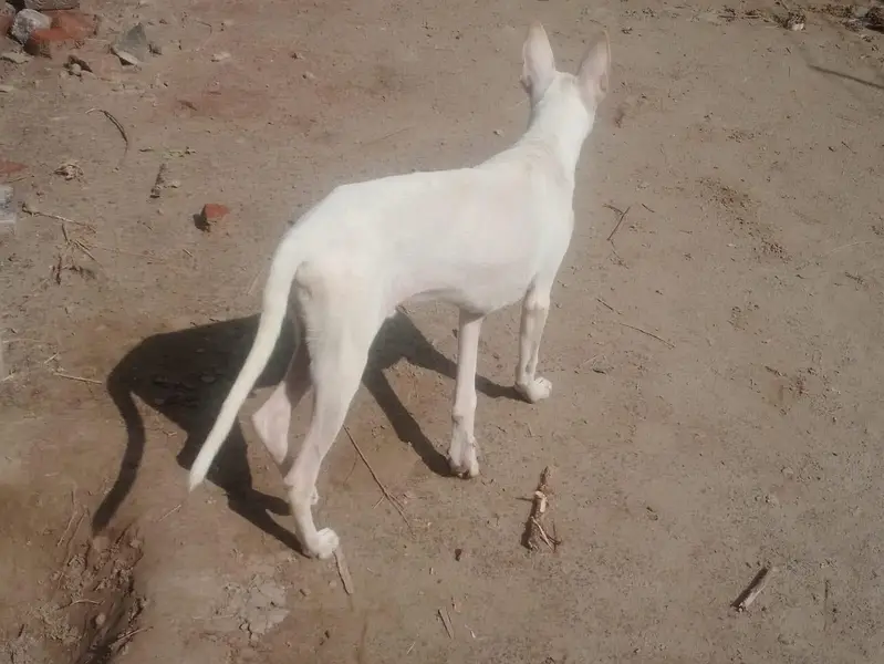 dog for sale — photo 4
