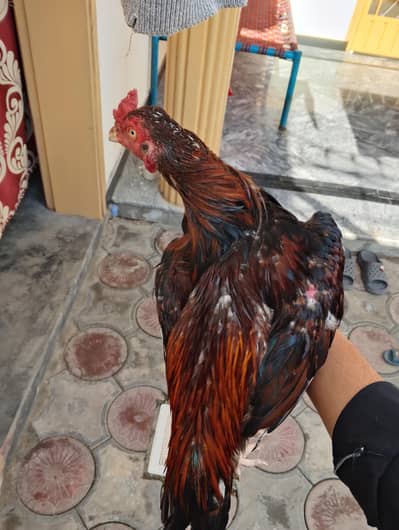loha lakah