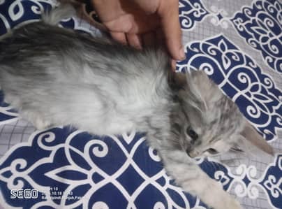 persian kittens