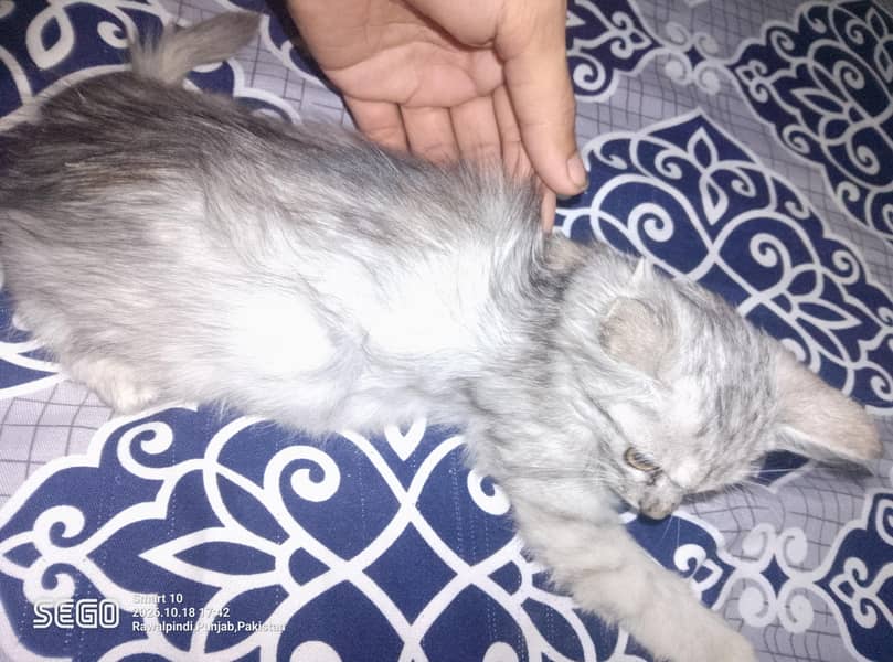 persian kittens 1