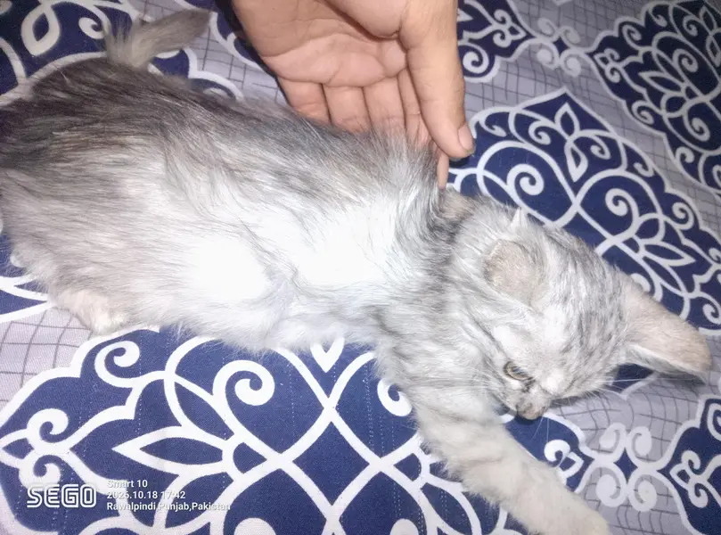 persian kittens — photo 2