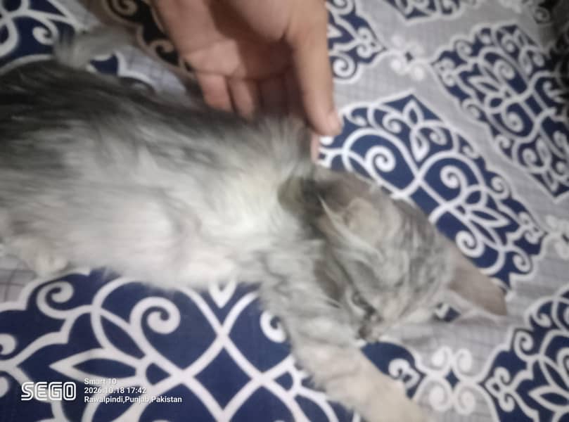 persian kittens 2
