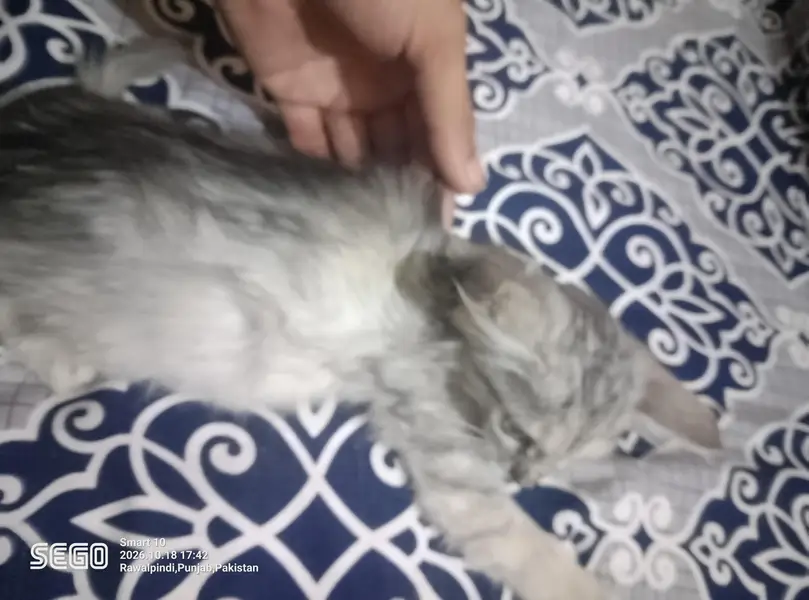 persian kittens — photo 3