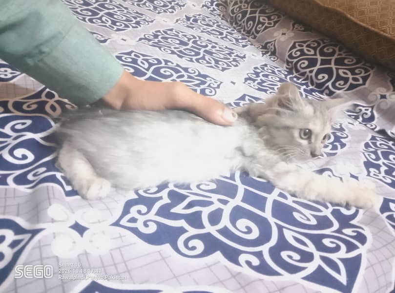 persian kittens 3