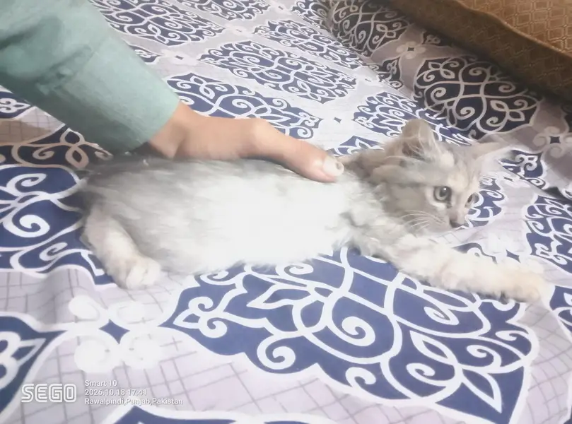persian kittens — photo 4
