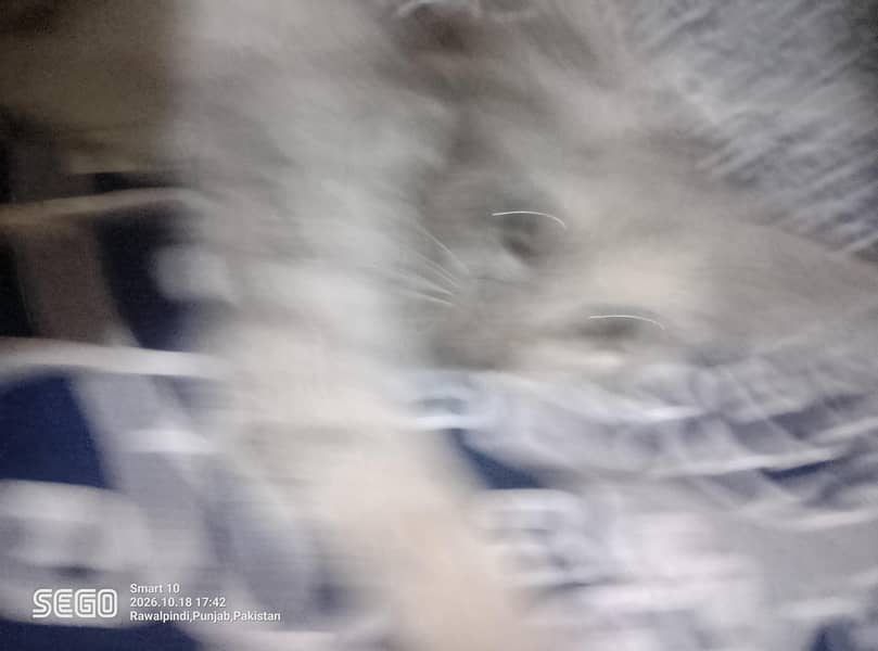 persian kittens 4