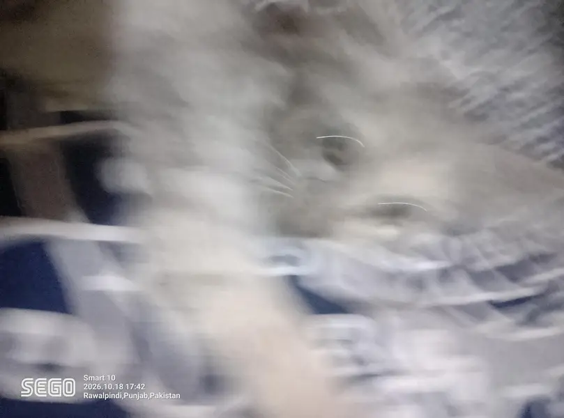 persian kittens — photo 5