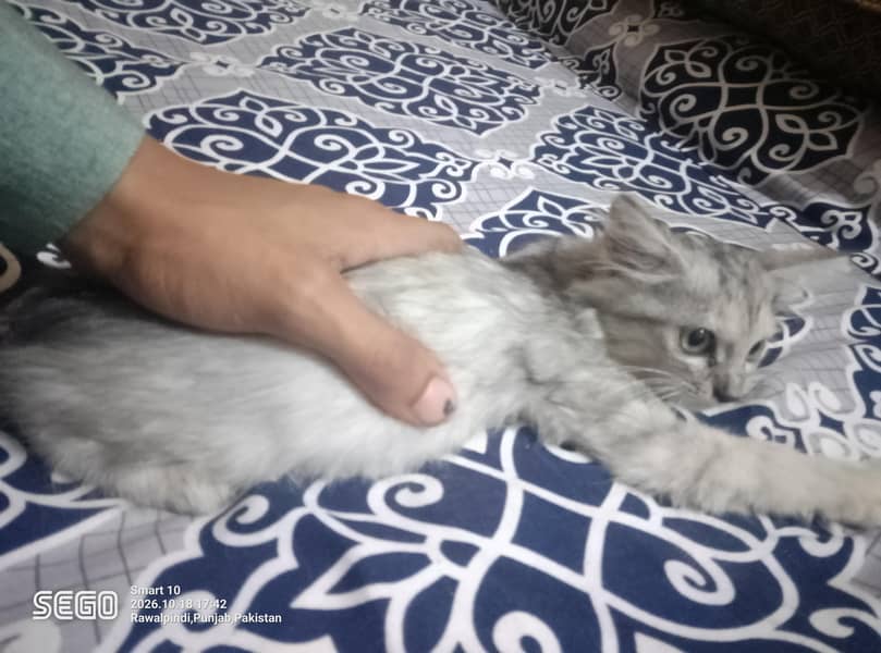 persian kittens 5