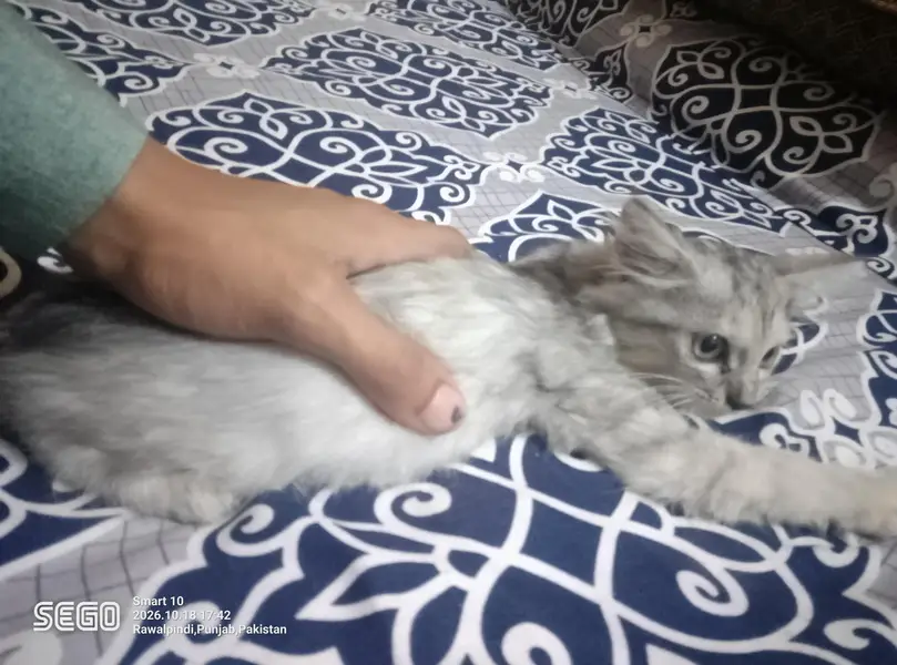 persian kittens — photo 6
