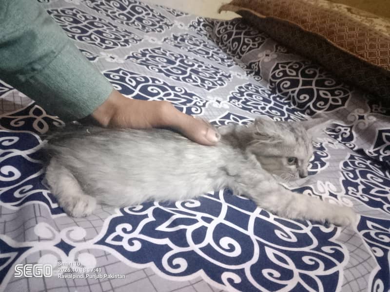 persian kittens 6