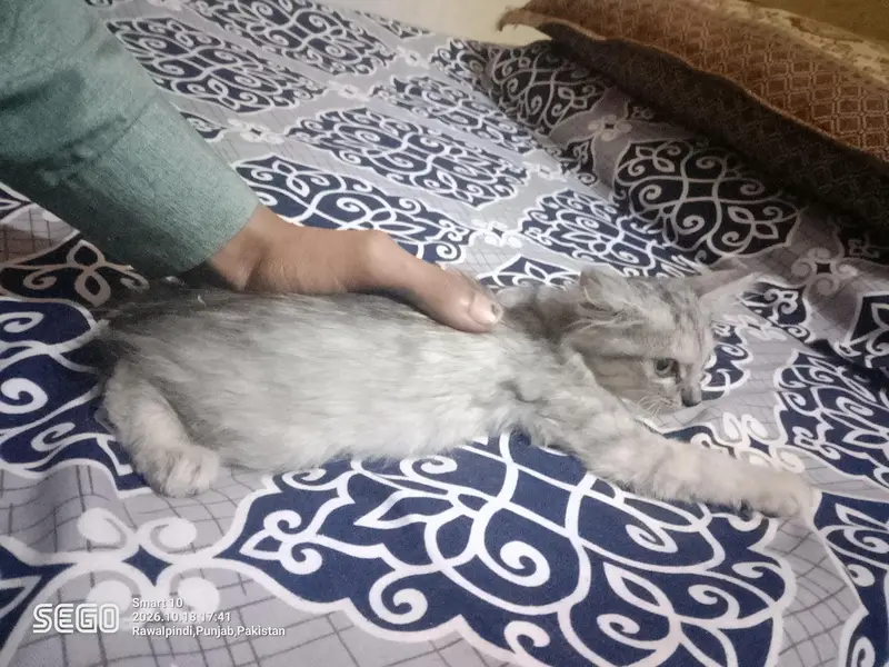 persian kittens — photo 7