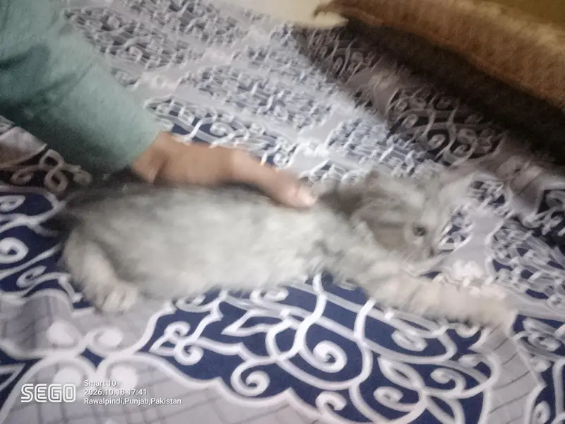 persian kittens — photo 8