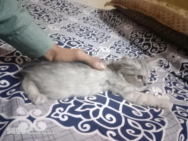 persian kittens — photo 9