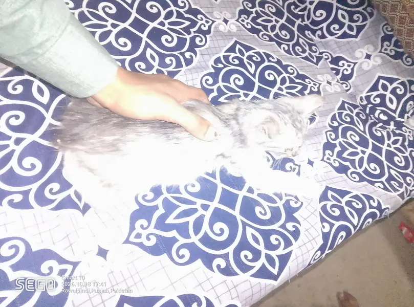 persian kittens — photo 10